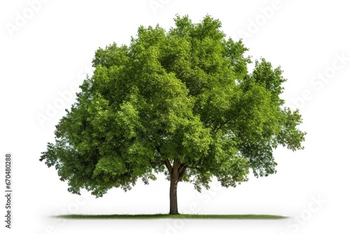Green tree stands isolated on white background.