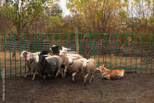 Welsh corgi Pembroke trains to herd sheep. shepherd dog
