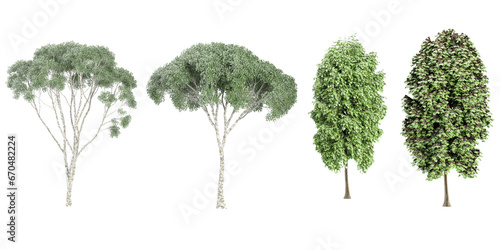 Birch,Lindens Trees collection with realistic style