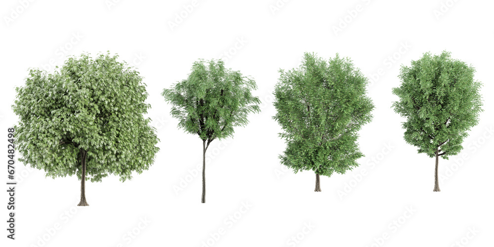 Obraz premium Plane,Alder,Eucalyptus trees with transparent background, 3D rendering, for illustration, digital composition, architecture visualization