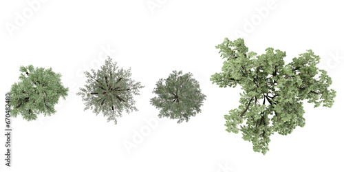set of Pinus pinaster,Willow,Loblolly pine tree rendered from the top view, 3D illustration, for digital composition, illustration, 2D plans, architecture visualization