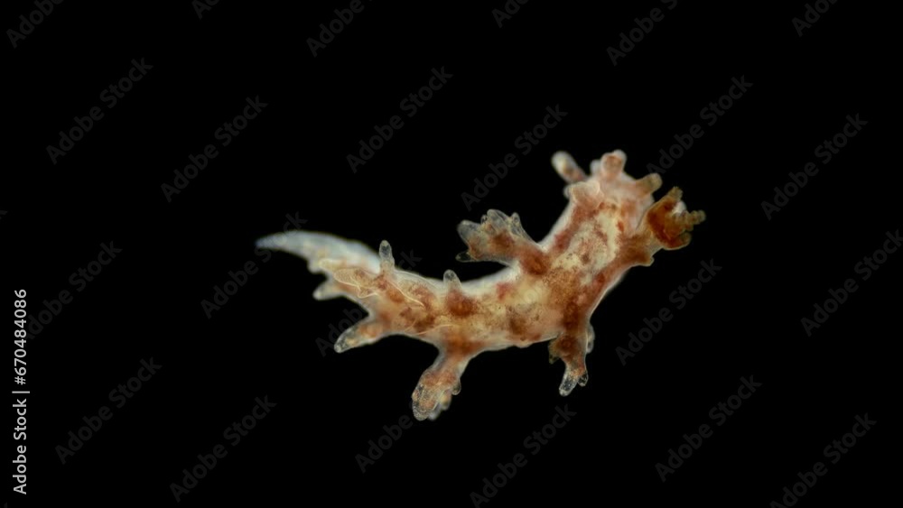 Sea slug Dendronotus sp. under a microscope, of the Dendronotidae family. Very beautiful and unusual snails, some species are poisonous and have a bright color. Sample found in the Barents Sea Sea slug Dendronotus sp. under a microscope, of the Dendronotidae family. Very beautiful and unusual snails, some species are poisonous and have a bright color. Sample found in the Barents Sea
