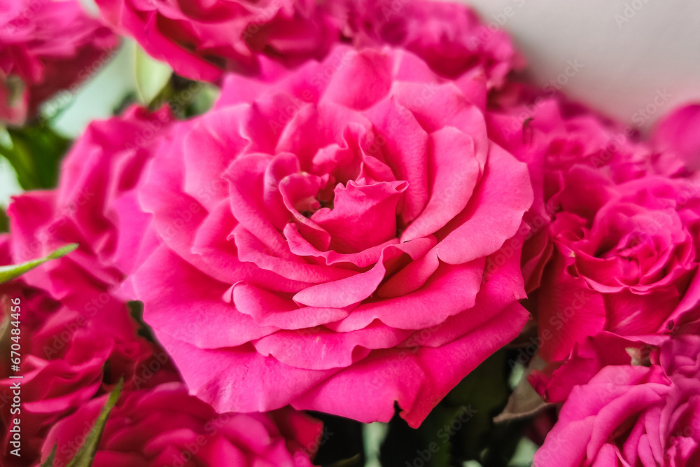 Pink bush rose close-up, place for text Pink bush rose close-up, place for text