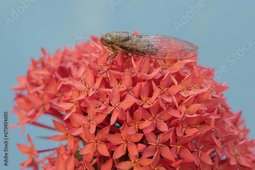 An evening cicada is looking for food in a collection of Chinese ixora flowers. This insect has the scientific name Tanna japonensis.
 photo