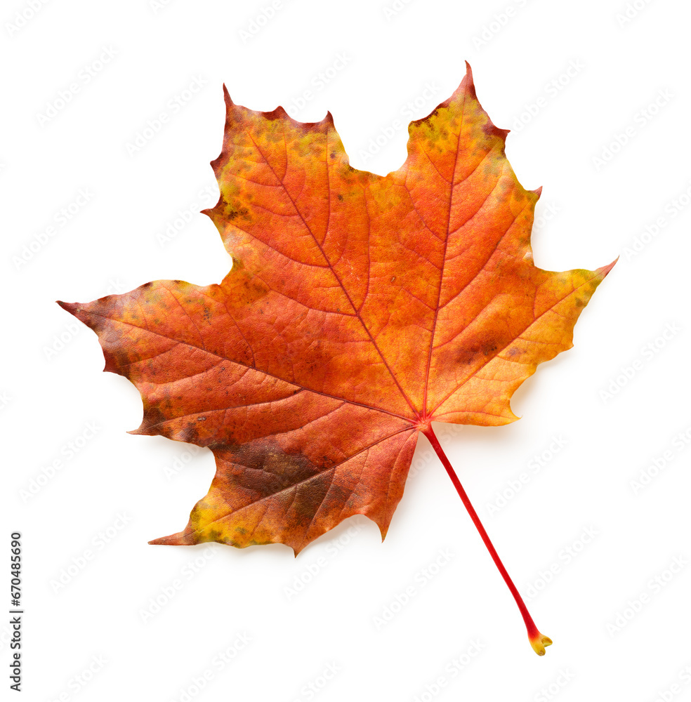 Obraz premium Maple autumn leaf isolated on white background