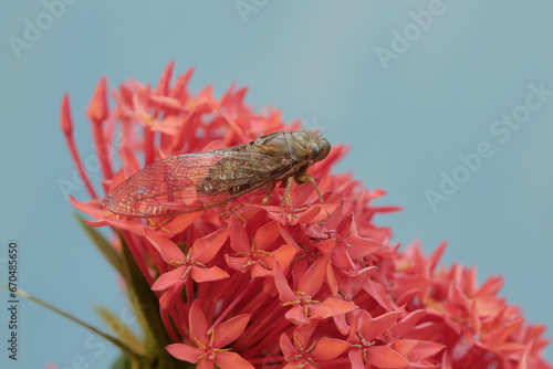 An evening cicada is looking for food in a collection of Chinese ixora flowers. This insect has the scientific name Tanna japonensis.
 photo