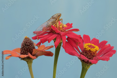 An evening cicada is looking for food on a paper flower. This insect has the scientific name Tanna japonensis. photo