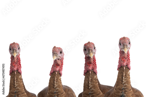 portraits red bourbon turkeys isolated on a white background