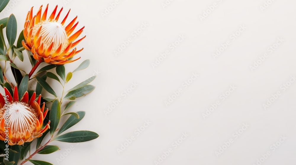 Leucospermum cordifolium, beautiful nodding pincushion isolated on uni background. magnificent inflorescence from South Africa. Card, banner - obrazy, fototapety, plakaty 