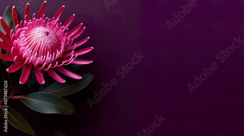 Leucospermum cordifolium, beautiful nodding pincushion isolated on uni background. magnificent inflorescence from South Africa. Card, banner photo