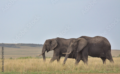 two african elephants grazing peacefully together in the wild savannah of the masai mara  kenya