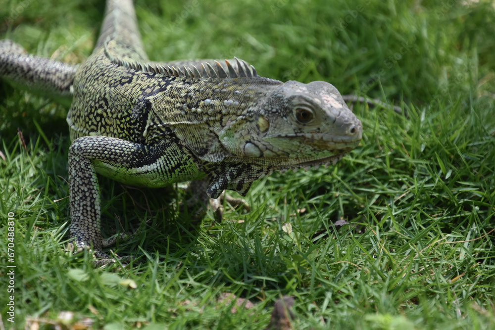 Fototapeta premium Curious Common Iguana with a Pattern on His Scales