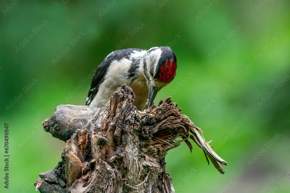 Great woodpecker Dendrocopos major, male of this large bird sitting on tree stump, red feathers, green diffuse background, wild nature scene