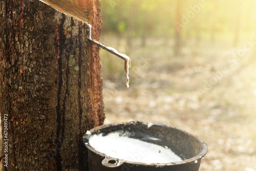 rubber plantation that cuts the rubber face in Thailand