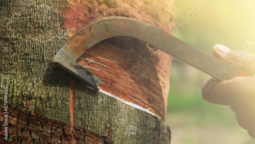 rubber plantation that cuts the rubber face in Thailand