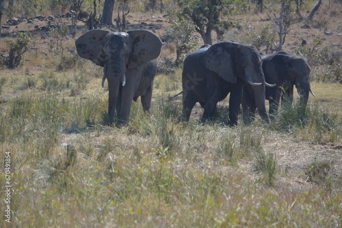 Small group of African elephants wandering around in the Kruger,National,Park of South Africa.