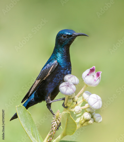 Purple Sunbird