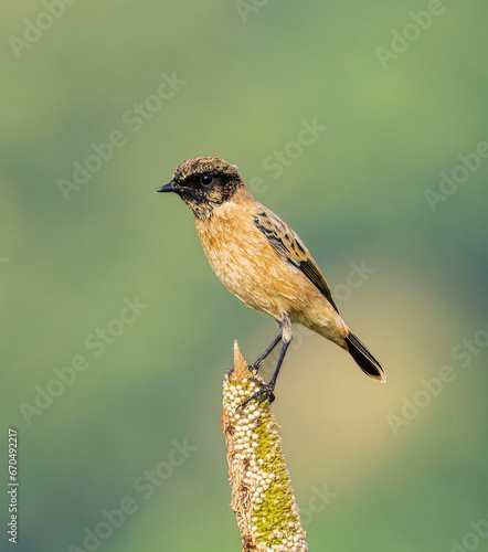 Canvas Print Siberian Stonechat