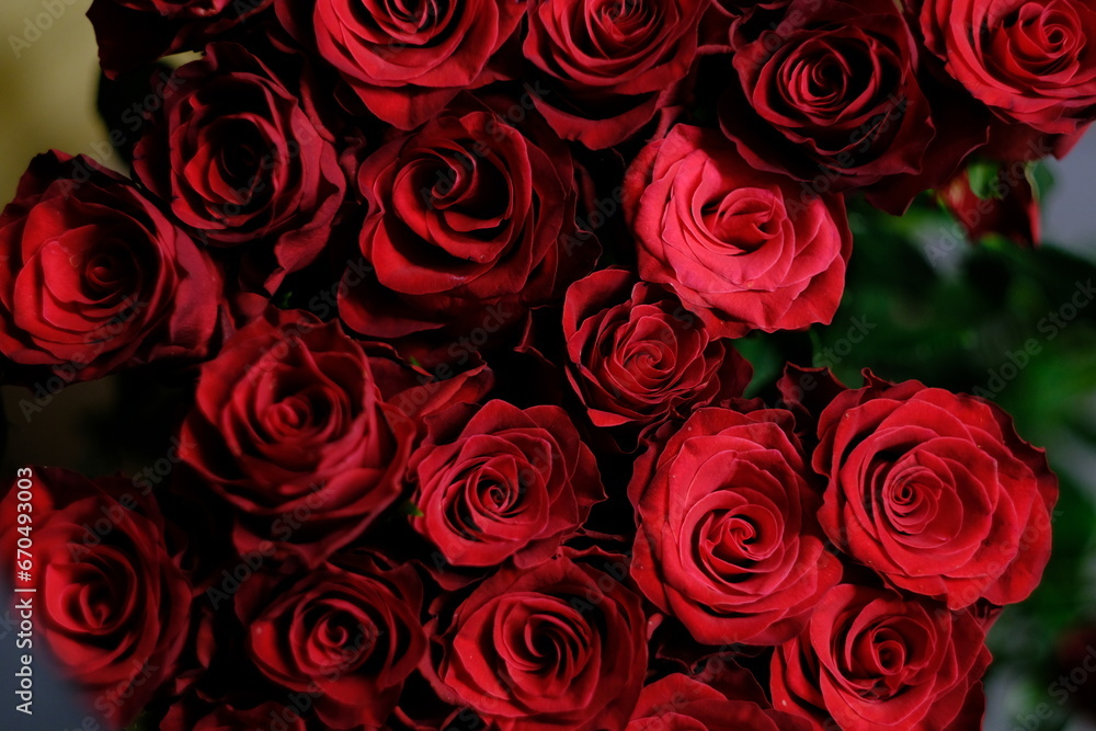 red rose red rose