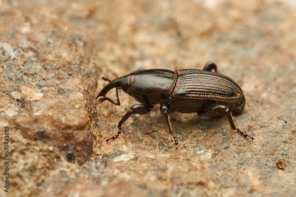 A black weevil on a light stone A black weevil on a light stone