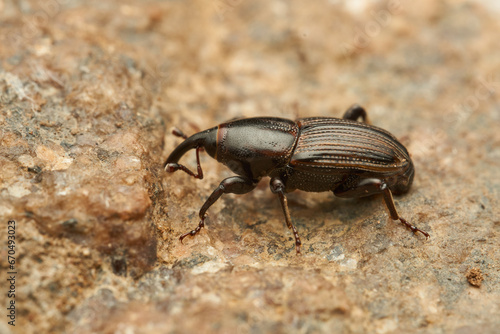 A black weevil on a light stone