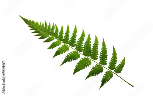 Lush Fern Leaves Natural Beauty on isolated background