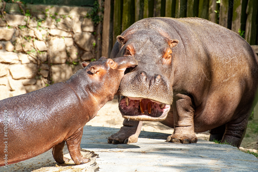 Two hippopotamus mother and son Two hippopotamus mother and son