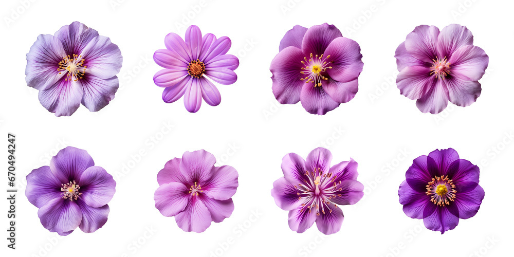 Collection of various purple flowers isolated on a transparent background - obrazy, fototapety, plakaty 