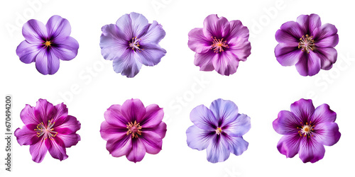 Collection of various purple flowers isolated on a transparent background