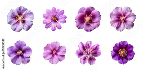 Collection of various purple flowers isolated on a transparent background photo