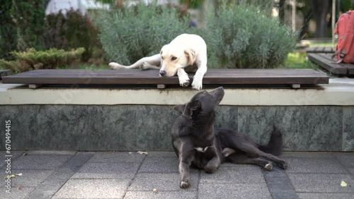 Two marked, chipped and vaccinated homeless mongrel dogs are resting in the city center. Focus changing.