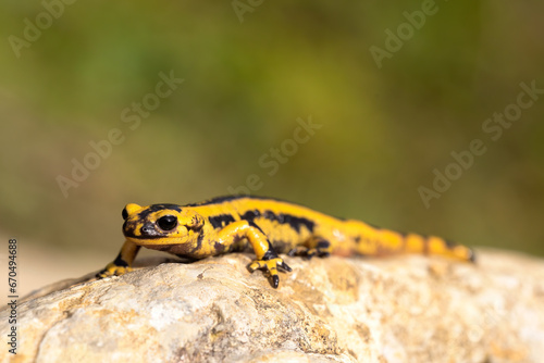 yellow and black salamander perching on a rock in the sun in the forest. macro photograph of amphibian, horizontal.