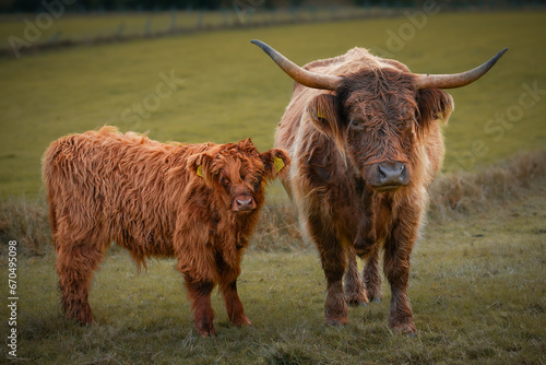 Higland Cattle