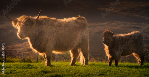 Higland Cattle photo