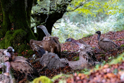 horizontal portrait of a group of vultures disputing their fallen sheep. two of them with open chambers bring order to the group, behaviour in the wild.