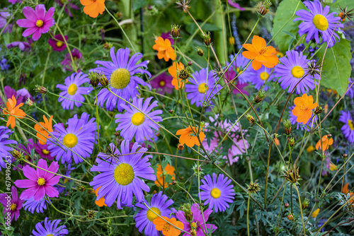 Wild flowers in Le Mouret