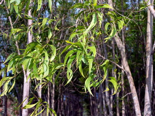 Acacia mangium forest for research in Gunung Kidul, Yogyakarta, Indonesia