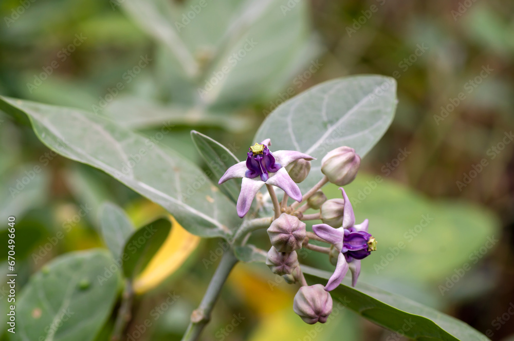Close view of Purple Crown flower or Giant Indian milkweed (Calotropis gigantea) Close view of Purple Crown flower or Giant Indian milkweed (Calotropis gigantea)