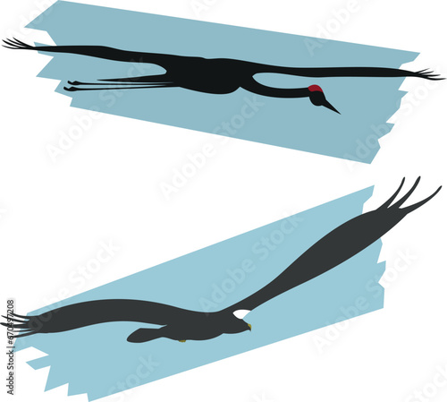 Flying birds crane and stellers sea eagle  with spread wings. Silhouette vector illustration