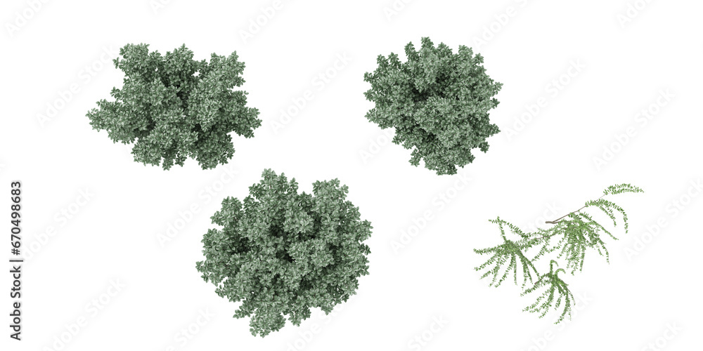 3d rendering of Silverberry,Eucalyptus trees from the top view on transparent background 3d rendering of Silverberry,Eucalyptus trees from the top view on transparent background