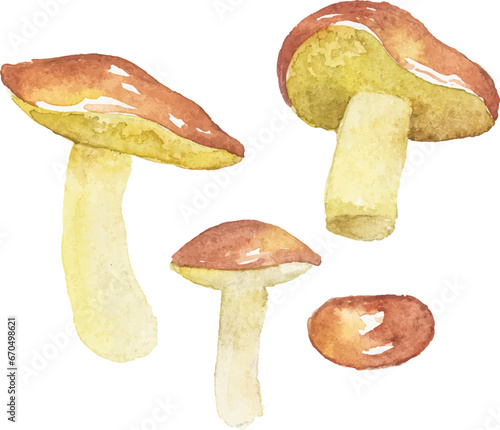 Abstract vector watercolor illustration of autumn mushrooms. Hand drawn nature design elements isolated on white background.