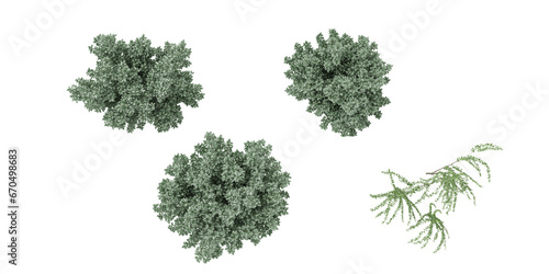 3d rendering of Silverberry,Eucalyptus trees from the top view on transparent background