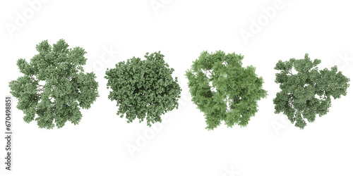 3d rendering of Dogwood Maackia amurensis trees from the top view on transparent background