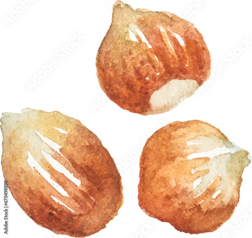 Abstract vector watercolor illustration of autumn hazelnut. Hand drawn nature design elements isolated on white background.