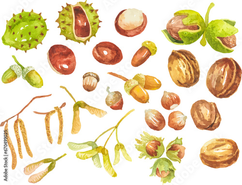 Abstract vector watercolor illustration of autumn nuts, seeds and beans. . Hand drawn nature design elements isolated on white background.