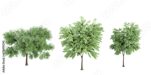 Jungle Ash tree & Willow trees shapes cutout 3d render set