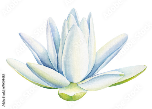 Lotus white flower on an isolated white background  flora watercolor illustration  water lily botanical painting
