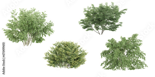 Silver Linden Birch Lindens Trees isolated on white background  tropical trees isolated used for architecture