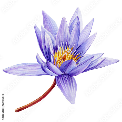 Canvas Print Violet Lotus flower on isolated white background, watercolor illustration, flora
