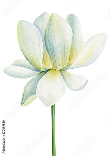 Lotus white flower on an isolated white background, flora watercolor illustration, water lily botanical painting